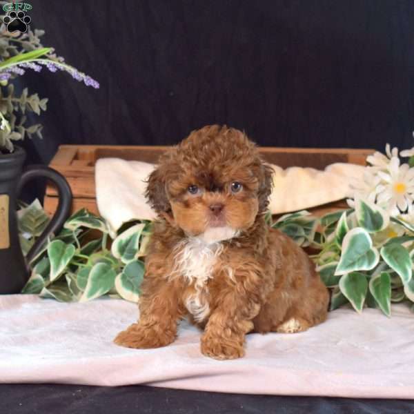 Cocoa, Shih-Poo Puppy