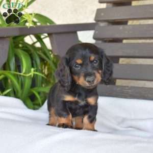 Cocoa, Dachshund Puppy