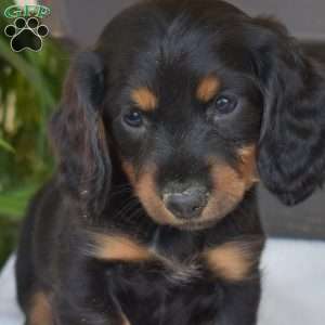 Cocoa, Dachshund Puppy