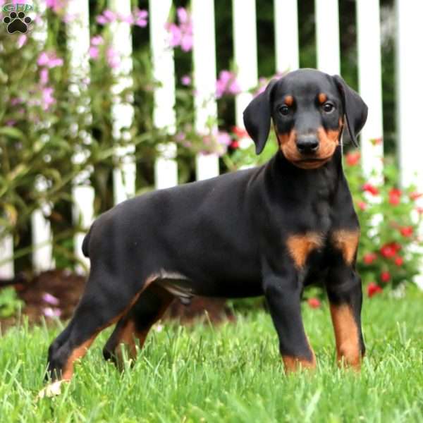 Cody, Doberman Pinscher Puppy