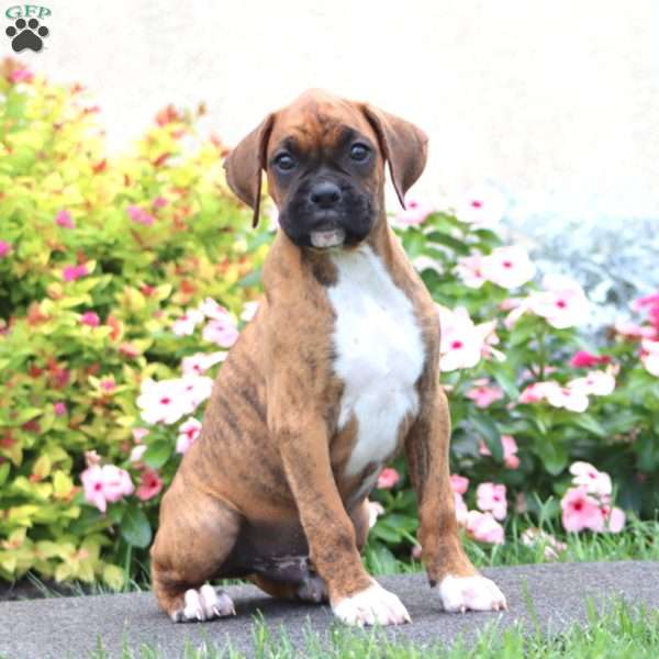 Cody, Boxer Puppy