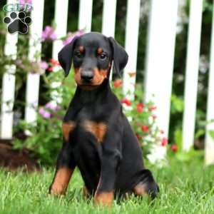 Cody, Doberman Pinscher Puppy