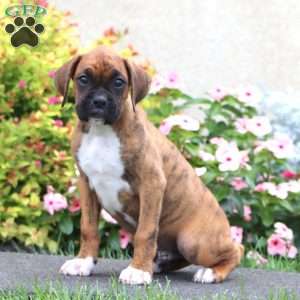 Cody, Boxer Puppy