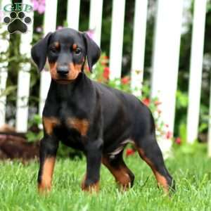 Cody, Doberman Pinscher Puppy