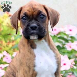 Cody, Boxer Puppy