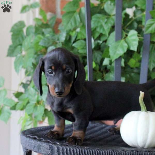 Coffee, Dachshund Puppy