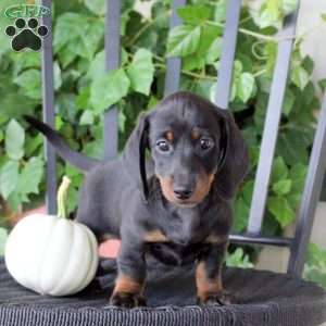 Coffee, Dachshund Puppy