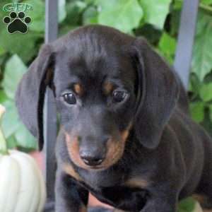 Coffee, Dachshund Puppy