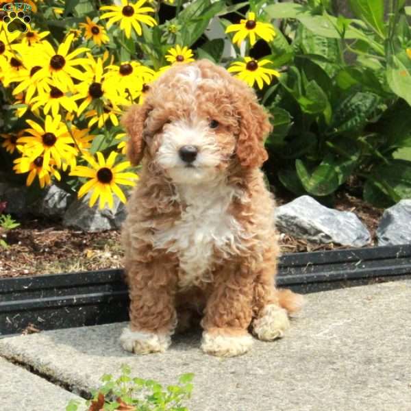 Colby, Bich-Poo Puppy