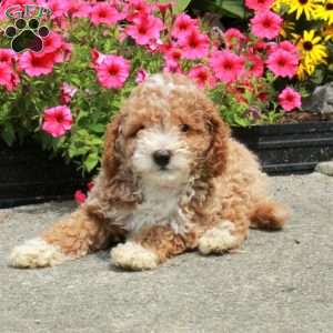 Colby, Bich-Poo Puppy