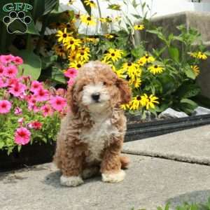 Colby, Bich-Poo Puppy
