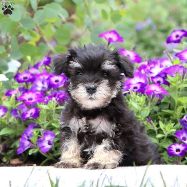 Colby, Miniature Schnauzer Puppy