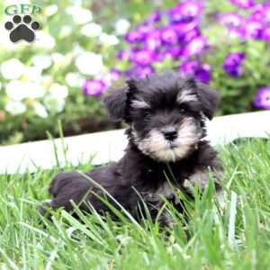 Colby, Miniature Schnauzer Puppy