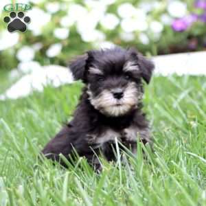 Colby, Miniature Schnauzer Puppy