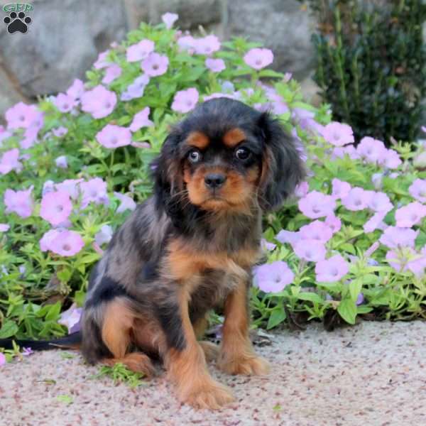 Cole, Cavalier King Charles Spaniel Puppy