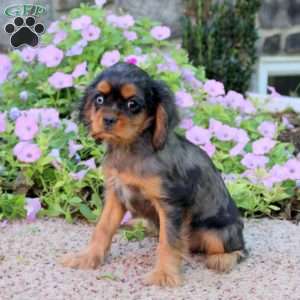 Cole, Cavalier King Charles Spaniel Puppy