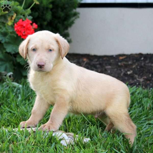 Cole, Yellow Labrador Retriever Puppy
