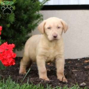 Cole, Yellow Labrador Retriever Puppy