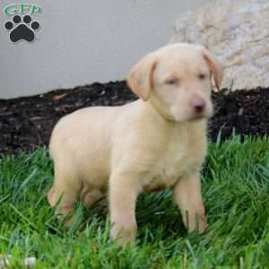 Cole, Yellow Labrador Retriever Puppy