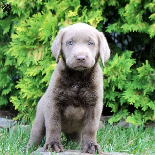 Colette, Silver Labrador Retriever Puppy