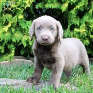 Colette, Silver Labrador Retriever Puppy
