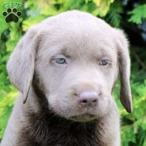 Colette, Silver Labrador Retriever Puppy