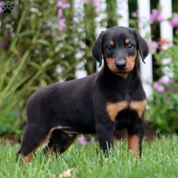 Colt, Doberman Pinscher Puppy