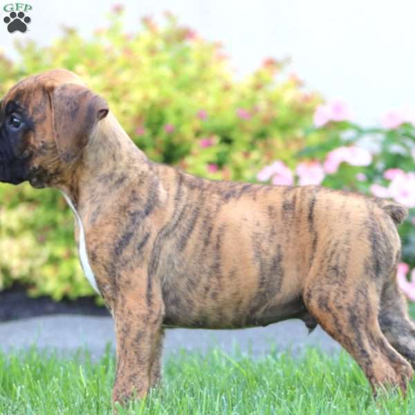 Colt, Boxer Puppy