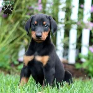 Colt, Doberman Pinscher Puppy