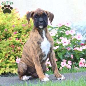 Colt, Boxer Puppy