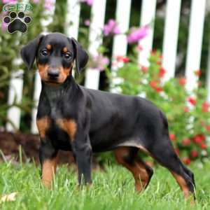 Colt, Doberman Pinscher Puppy