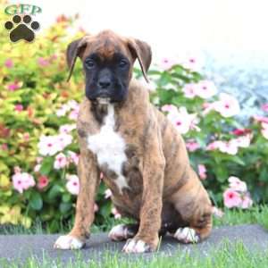 Colt, Boxer Puppy