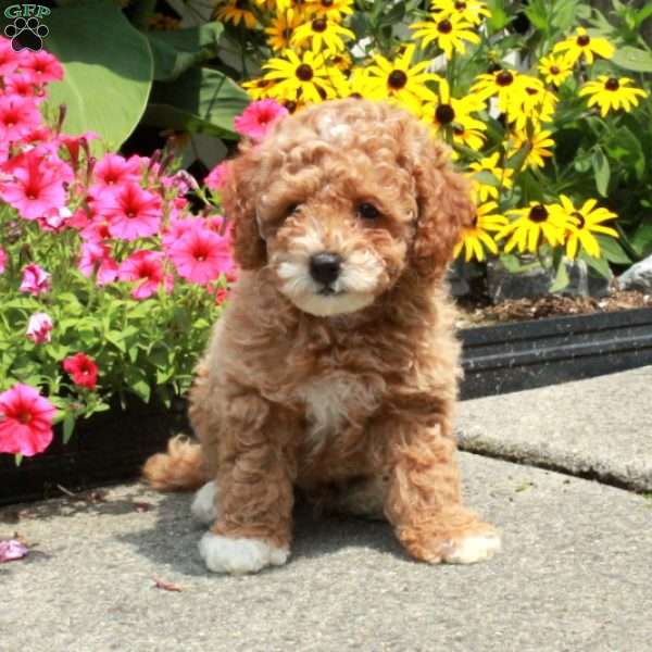 Colton, Bich-Poo Puppy
