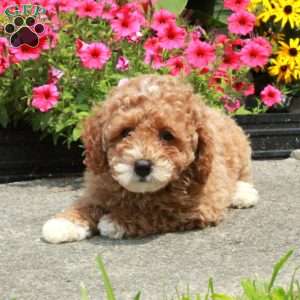 Colton, Bich-Poo Puppy