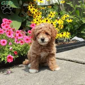 Colton, Bich-Poo Puppy