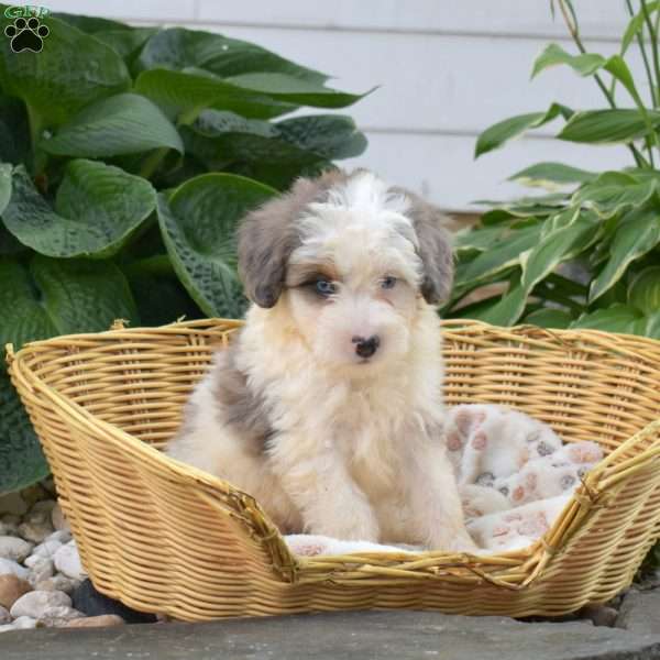 Comet, Mini Bernedoodle Puppy