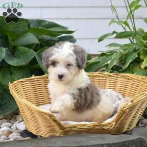 Comet, Mini Bernedoodle Puppy