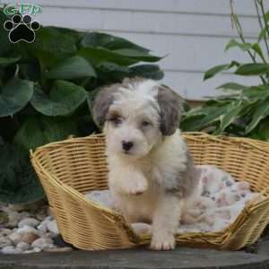 Comet, Mini Bernedoodle Puppy