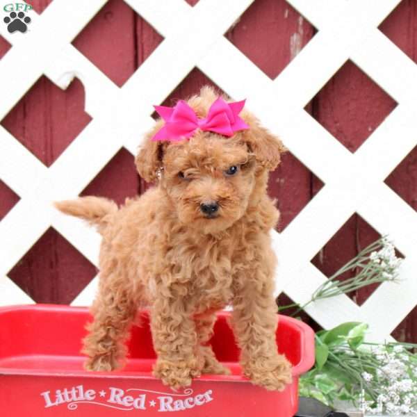 Cookie, Toy Poodle Puppy