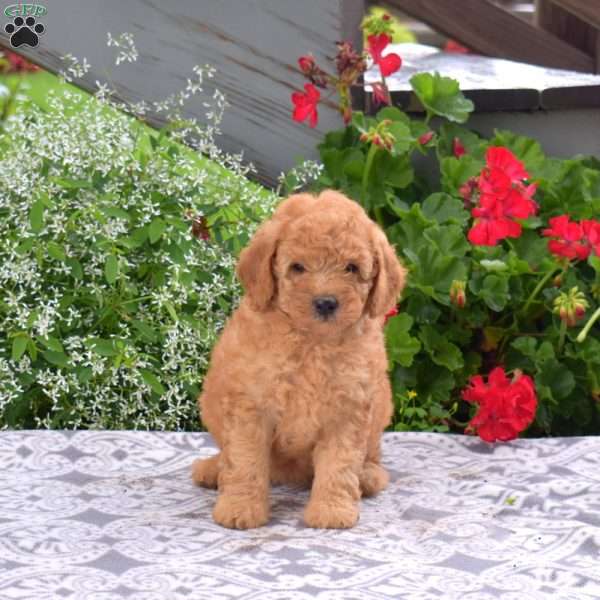 Cookie, Mini Goldendoodle Puppy