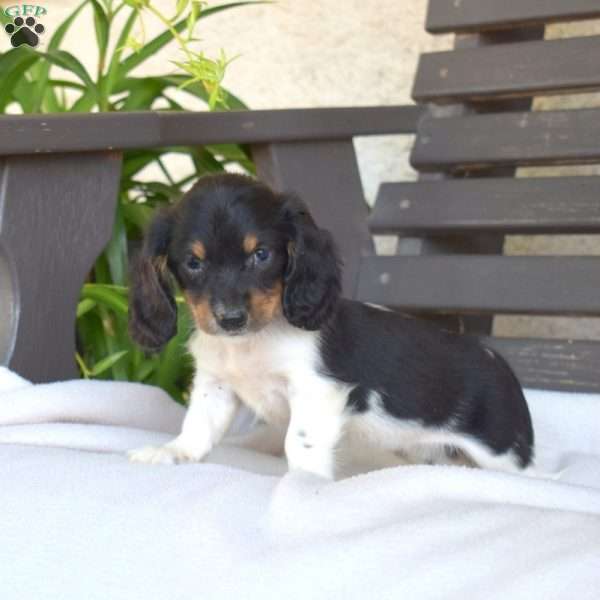 Cookie, Dachshund Puppy