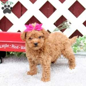 Cookie, Toy Poodle Puppy