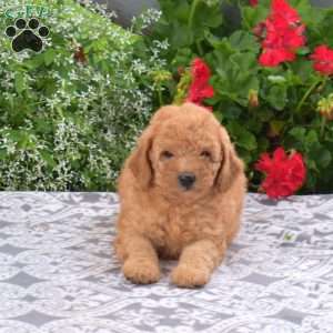 Cookie, Mini Goldendoodle Puppy