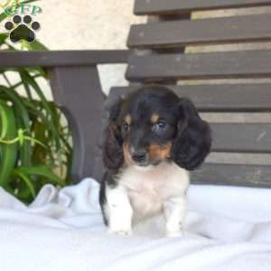 Cookie, Dachshund Puppy