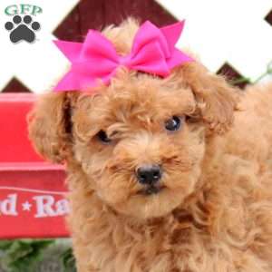 Cookie, Toy Poodle Puppy
