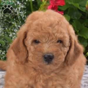 Cookie, Mini Goldendoodle Puppy