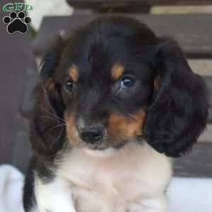 Cookie, Dachshund Puppy