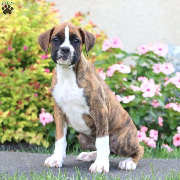 Cookie, Boxer Puppy