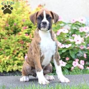 Cookie, Boxer Puppy