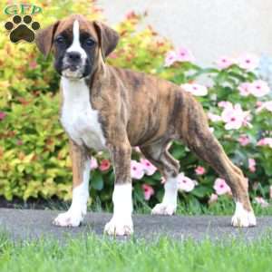 Cookie, Boxer Puppy